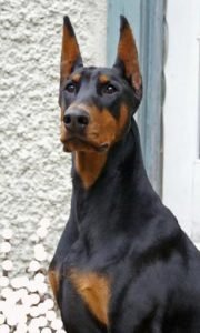 doberman-pinscher
